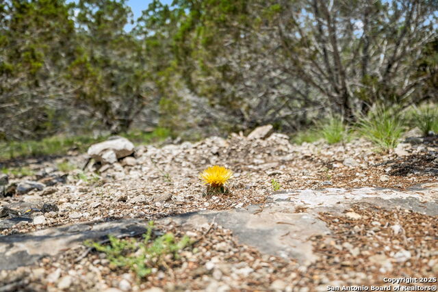 Listing photo id 11 for 000 Pitre Springs Road