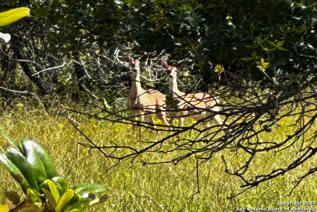 Listing photo id 9 for 000 Fm 1303  