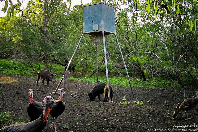 Listing photo id 17 for 000 Fm 1303  