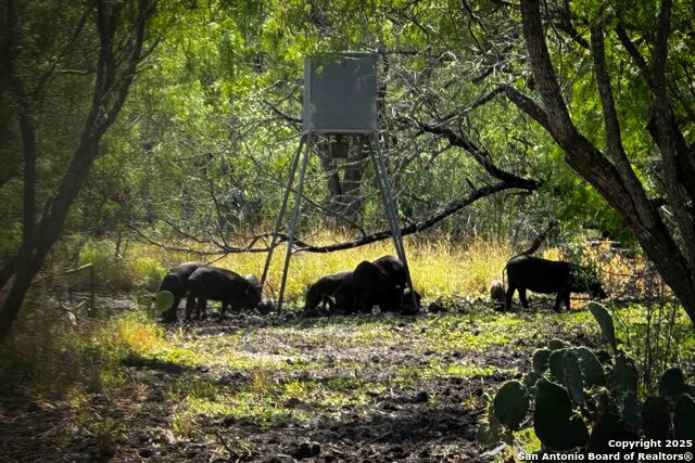 Listing photo id 23 for 000 Fm 1303  