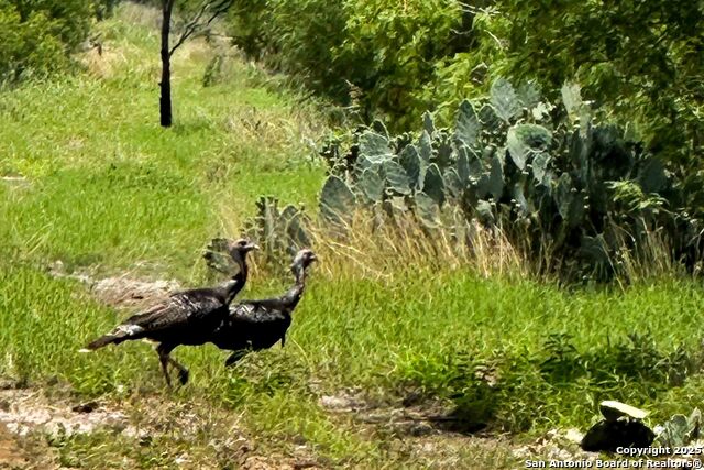 Listing photo id 24 for 000 Fm 1303  