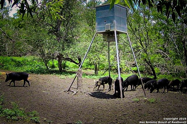 Listing photo id 31 for 000 Fm 1303  