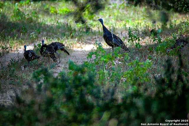 Listing photo id 5 for 000 Fm 1303  