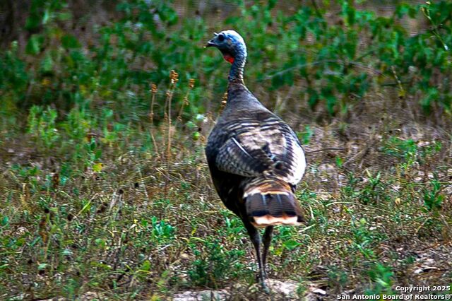 Listing photo id 6 for 000 Fm 1303  