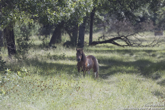 Image 75 of 103 For 241 Seewald  