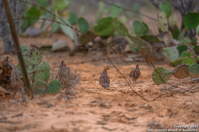 Image 6 of 27 For 773 Toquigny