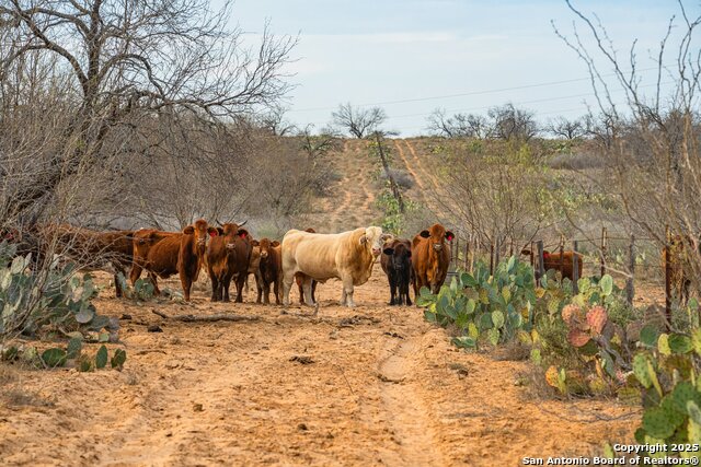 Image 7 of 27 For 773 Toquigny