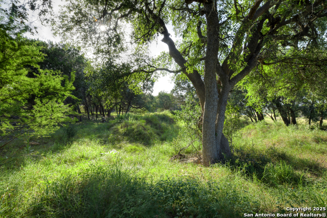 Image 50 of 66 For 1855 Texas Oaks