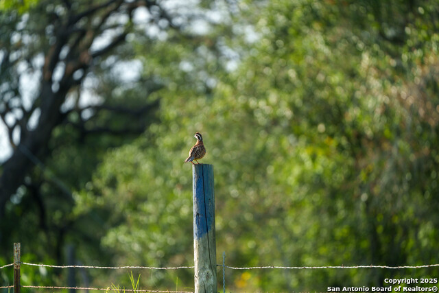 Image 2 of 14 For 000 Brite Lane