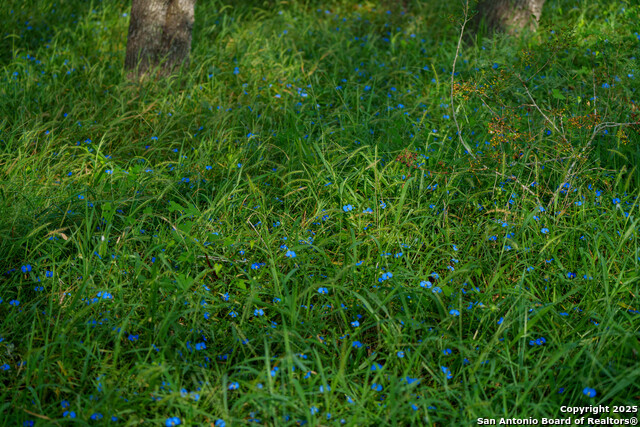 Image 3 of 14 For 000 Brite Lane