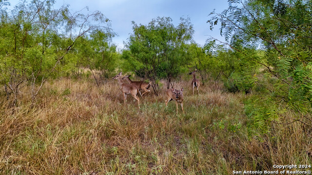 Image 14 of 14 For +-- 24.6 Acres Hwy 173