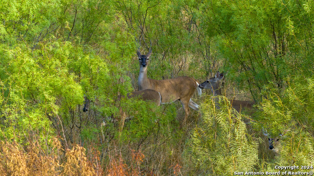 Image 5 of 14 For +-- 24.6 Acres Hwy 173