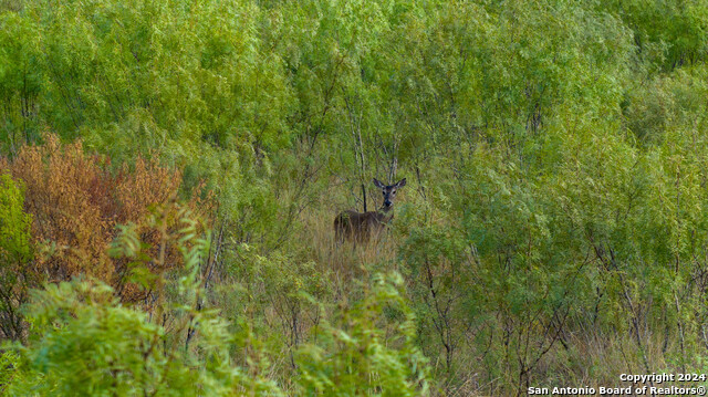 Image 6 of 14 For +-- 24.6 Acres Hwy 173