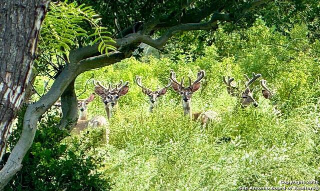 Listing photo id 2 for 5596 Us Highway 90