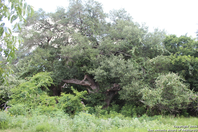 Listing photo id 13 for 0 County Rd 240