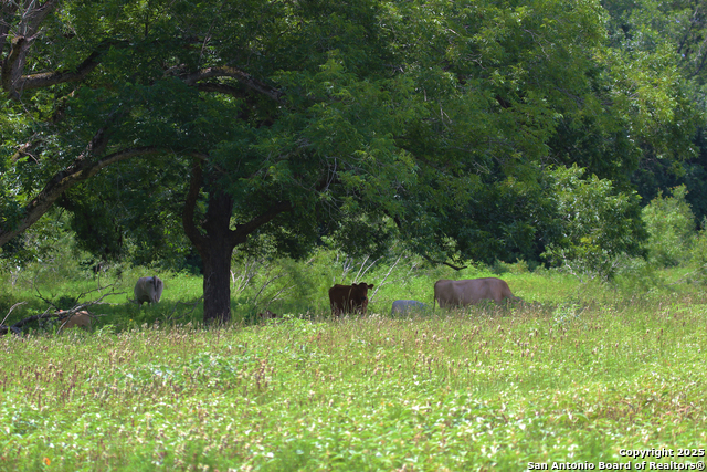 Listing photo id 17 for 0 County Rd 240
