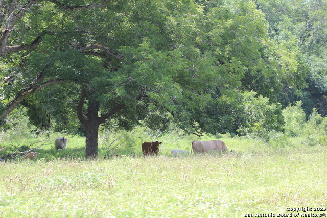 Listing photo id 18 for 0 County Rd 240