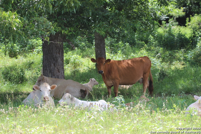 Listing photo id 21 for 0 County Rd 240