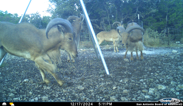 Listing photo id 64 for Tbd Mailtrail Rd