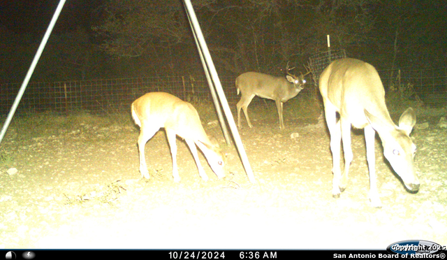 Listing photo id 65 for Tbd Mailtrail Rd