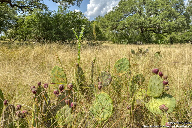 Image 54 of 60 For Lot 45 Sabinas Creek Ranch