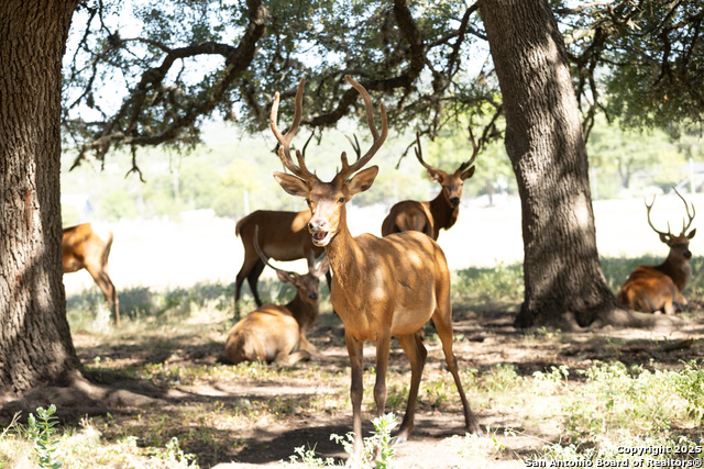 Listing photo id 13 for Lot 43 Blackbuck Trail