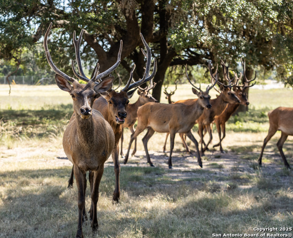 Listing photo id 14 for Lot 43 Blackbuck Trail