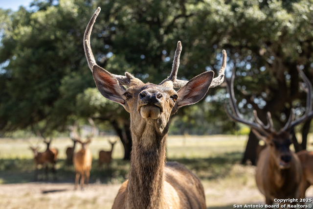 Listing photo id 15 for Lot 43 Blackbuck Trail