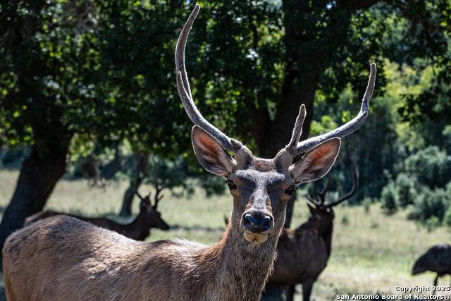 Listing photo id 16 for Lot 43 Blackbuck Trail