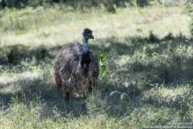 Listing photo id 17 for Lot 43 Blackbuck Trail