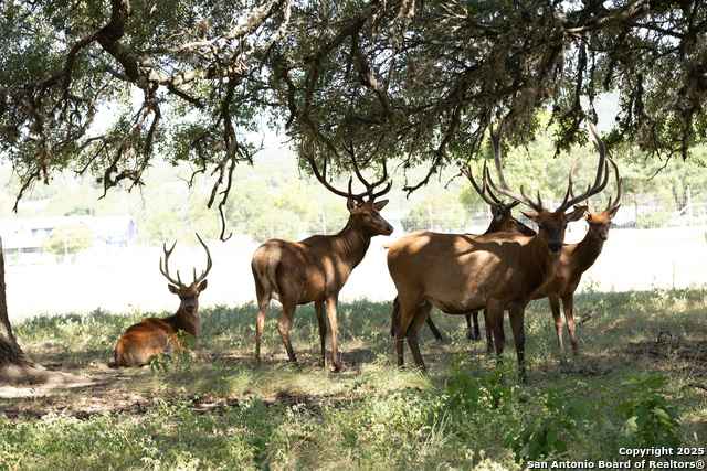 Listing photo id 0 for Lot 43 Blackbuck Trail