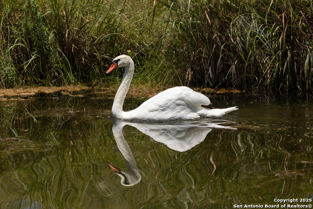 Listing photo id 22 for Lot 43 Blackbuck Trail