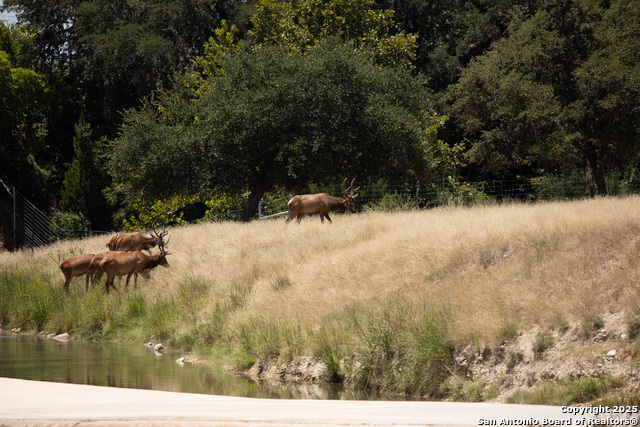 Listing photo id 33 for Lot 43 Blackbuck Trail