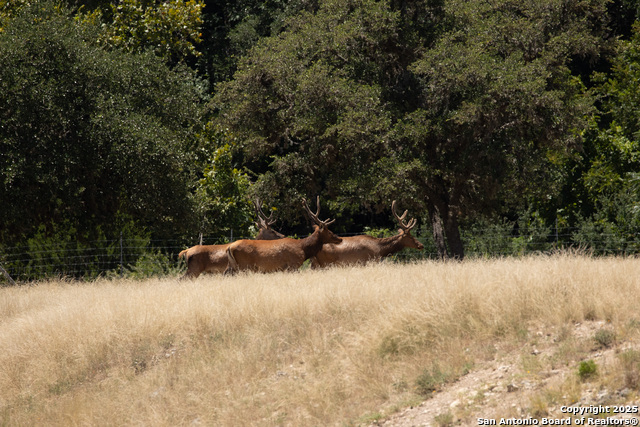 Listing photo id 34 for Lot 43 Blackbuck Trail