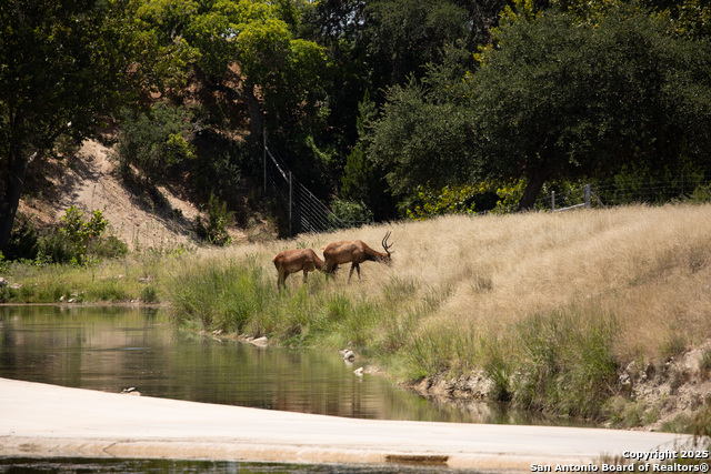 Listing photo id 35 for Lot 43 Blackbuck Trail