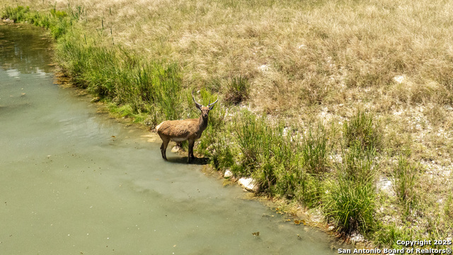 Listing photo id 36 for Lot 43 Blackbuck Trail