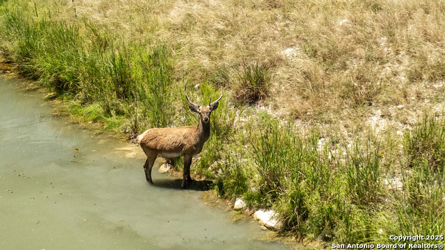 Listing photo id 37 for Lot 43 Blackbuck Trail