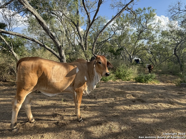 Listing photo id 7 for 421 Zion Hill