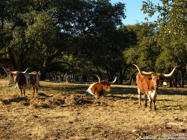 Listing photo id 37 for 24005 Pedernales Canyon Trail