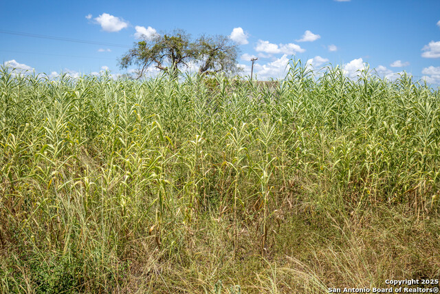 Listing photo id 45 for 000 County Road 647