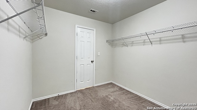 Image 16 of 21 For 1619 Crown Daisy