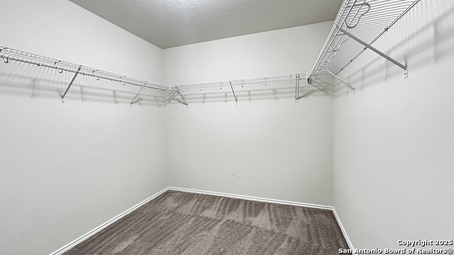 Image 17 of 21 For 1619 Crown Daisy