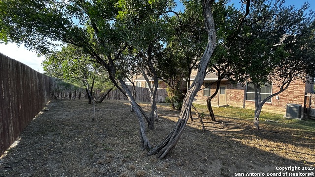 Image 20 of 21 For 1619 Crown Daisy