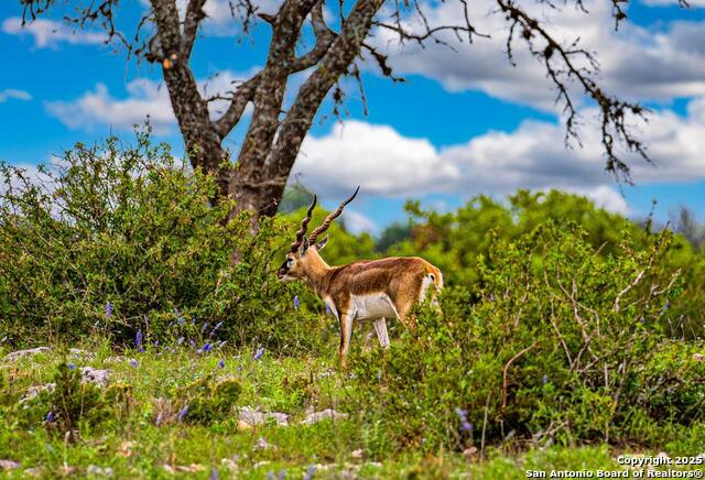 Listing photo id 57 for 113 Indian Bluff Dr.