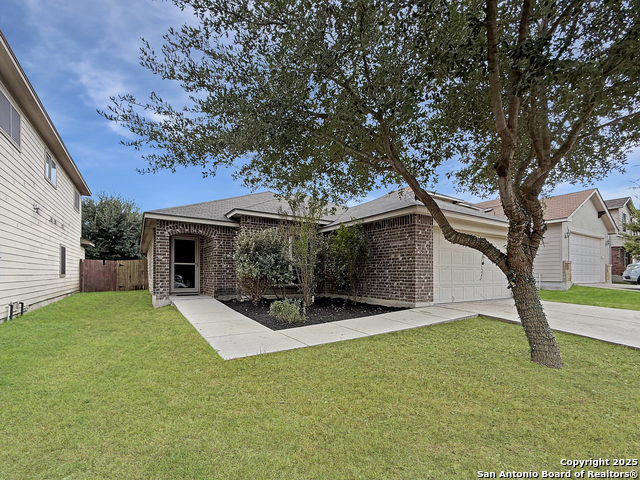 Image 2 of 20 For 4096 Cherry Tree