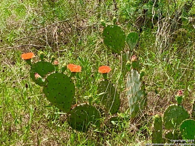 Image 26 of 40 For 27.5 Acs Tbd Kotara Ln-cr 257