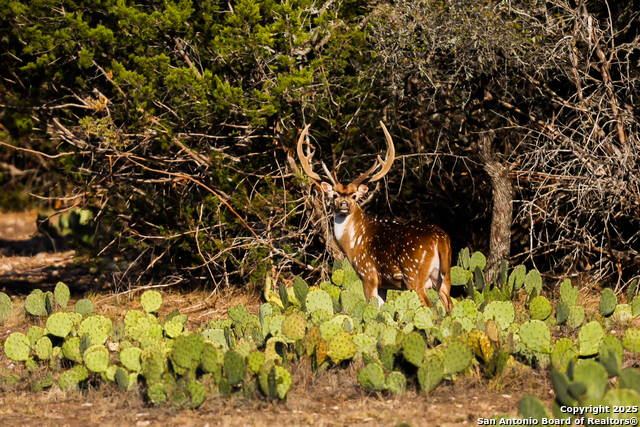 Details for 9495 Morales Ln, Fort McKavett, TX 76841