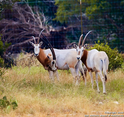 Image 10 of 88 For 9495 Morales Ln
