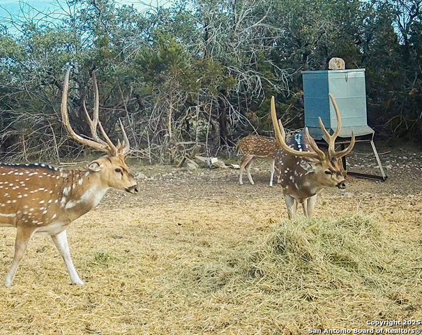 Image 13 of 88 For 9495 Morales Ln