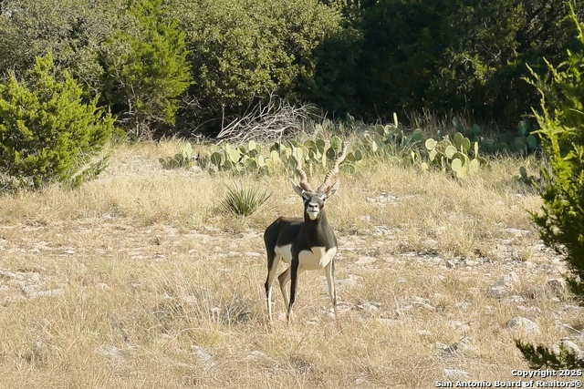 Image 17 of 88 For 9495 Morales Ln